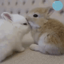 Bunnies Kissing GIF - Bunnies Kissing GIFs