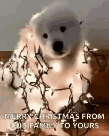 Merry Christmas Dog GIF - Merry Christmas Dog Doggo GIFs