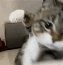 a close up of a cat 's face with a white paw on its head .