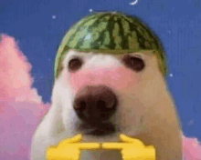 a dog is wearing a watermelon hat and holding a watermelon .