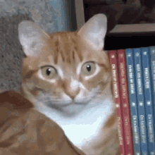 Cat What GIF - Cat What Help GIFs