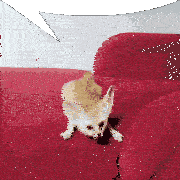 a small dog is sitting on a red couch with a speech bubble above it