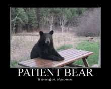 Stukk Patient Bear GIF - Stukk Patient Bear GIFs