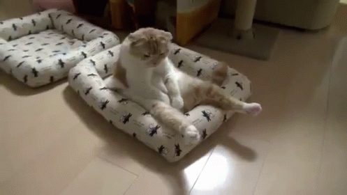 Cheering Cute GIF - Cheering Cute Cat - Discover & Share GIFs