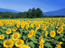 Sunflowers Meadow GIF