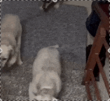 three dogs are standing on a carpeted floor in a room