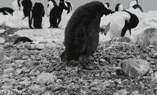 Penguin Trips GIF - Penguin Trips Fall GIFs