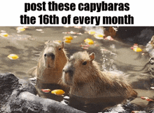 two capybaras are swimming in a pool with petals floating in the water .