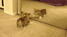 Get This Handsome Dog Out Of My House! GIF - Corgi Dog Fight GIFs