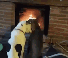 Dogs Romantic GIF - Dogs Romantic Snuggles GIFs