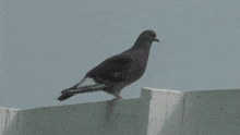 Pigeon GIF
