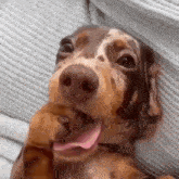 a brown and white dog is laying on a couch with its tongue out .