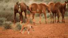 Dingo Dingo Therian GIF - Dingo Dingo Therian Therian GIFs