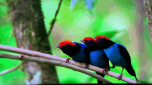 birds stare wingmates branch