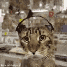 Cat Jamming GIF - Cat Jamming Music GIFs