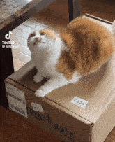 a cat laying on top of a cardboard box with the number c229