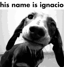 His Name Is Ignacio Dog GIF
