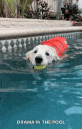 Dog Dog Pool GIF
