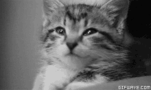 Cats Kitte GIF - Cats Kitte Kitty GIFs