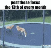 two foxes are jumping on a trampoline with the caption post these foxes the 13th of every month .