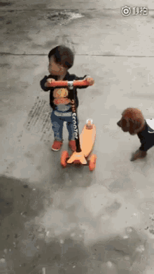 Dogs Cute GIF - Dogs Cute Scooter GIFs