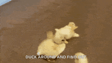 Ducking GIF - Ducking GIFs