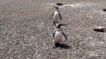 couple of penguins homewrecking penguin walking playing with other penguins world penguin day