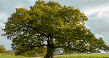 a tree in a grassy field with a cloudy sky behind it