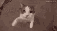 Shoshi Kiss GIF - Shoshi Kiss Cat GIFs