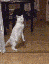 Cat Walking Cat GIF