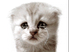 a close up of a kitten with tears running down its face