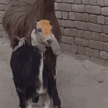 This Is Us Funny Animals GIF - This Is Us Funny Animals Goats GIFs