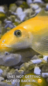 a close up of a fish in a tank with a caption that says `` me ) not getting sucked back in ... ''