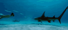 Great Hammerhead Shark Under The Sea GIF
