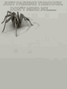 Spider Just Passing Through GIF - Spider Just Passing Through Dont Mind Me GIFs