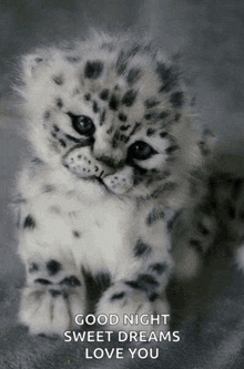 a snow leopard kitten with the words `` good night sweet dreams love you '' written on it .