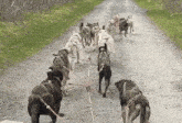 Dog Race Go For It GIF