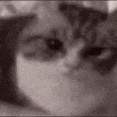 a close up of a cat 's face with a blurry background .