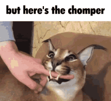 But Heres The Chomper GIF - But Heres The Chomper But Heres The Chomper GIFs