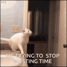 Cat Jump GIF - Cat Jump Fail GIFs