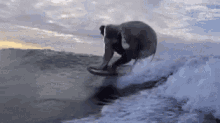 Elephant Surfing GIF
