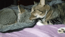 two cats laying next to each other on a purple bed