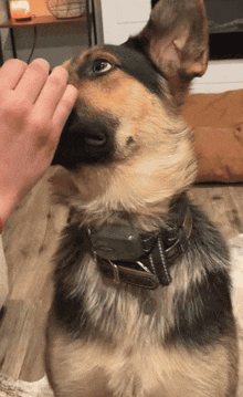 a german shepherd wearing a collar is being petted by a person 's hand