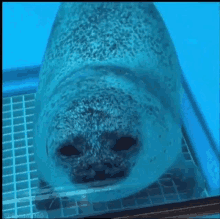 Seal Hello GIF - Seal Hello GIFs