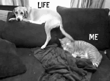 Life Dog GIF - Life Dog Cat GIFs