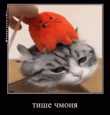 a cat with a stuffed animal on top of it ..
