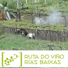 a logo for ruta do vino rias baixas with a picture of a vineyard
