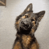a close up of a german shepherd 's face with its eyes closed