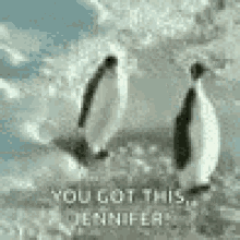 Penguins Gets GIF - Penguins Penguin Gets GIFs
