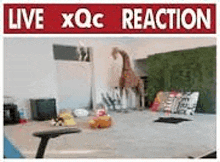 Live Xqc Reaction Live Reaction GIF - Live Xqc Reaction Xqc Reaction GIFs
